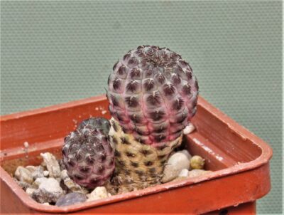 sulcorebutia-rauchii-1