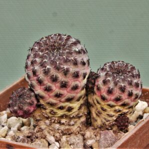 sulcorebutia-rauchii-2