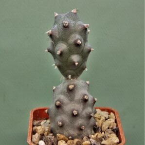 tephrocactus-articulatus-f.inermis-ms-1988