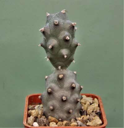 tephrocactus-articulatus-f.inermis-ms-1988