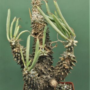 tulecodon-wallichii.