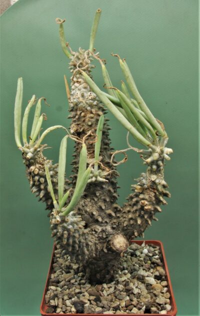 tulecodon-wallichii.