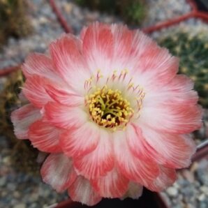 Lobivia hybrid Maria Maddalena Pan2019.376.002