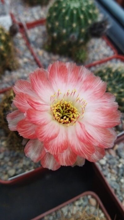 Lobivia hybrid Maria Maddalena Pan2019.376.002