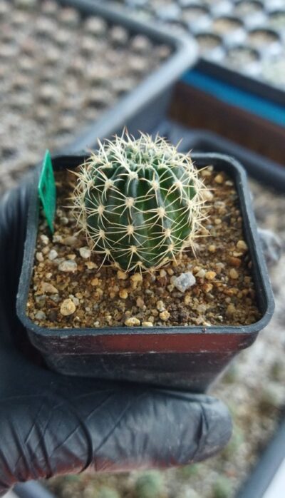 Lobivia hybrid Maria Maddalena (2) Pan2019.376.002 - Зображення 2