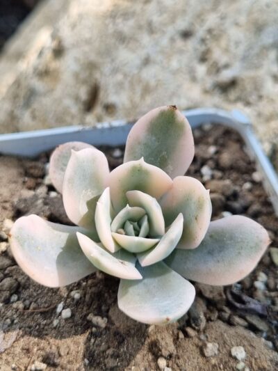 Echeveria Runyonii var - Зображення 2
