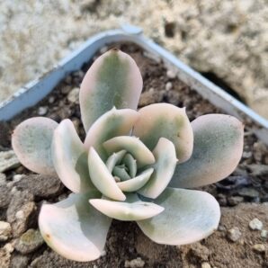 Echeveria Runyonii var
