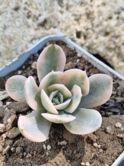 Echeveria Runyonii var