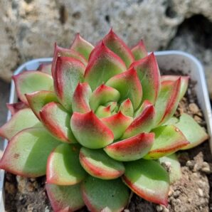 Echeveria Angela Star
