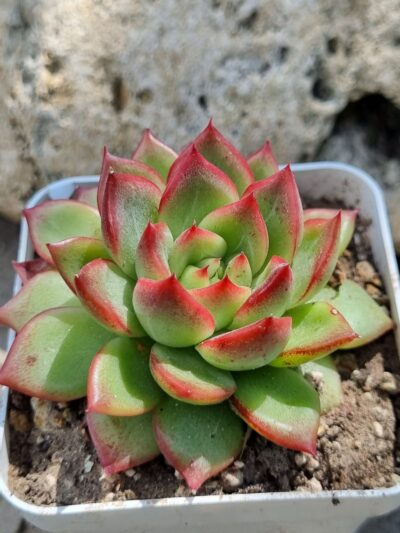 Echeveria Angela Star