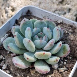 Echeveria Viant