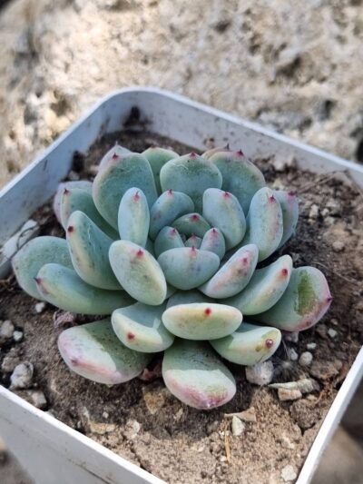 Echeveria Viant