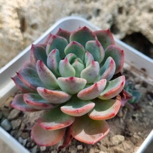Echeveria Mana mini Hook