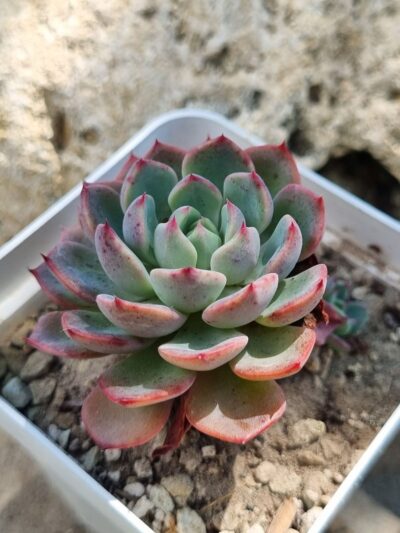 Echeveria Mana mini Hook