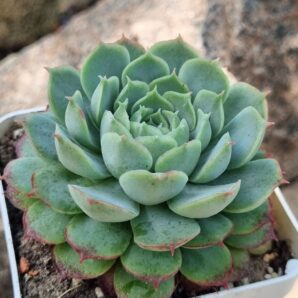 Echeveria Red Hole