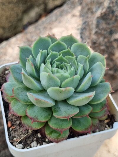 Echeveria Red Hole