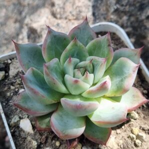Echeveria Red Swan