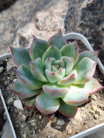 Echeveria Red Swan