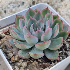 Echeveria Western Blue