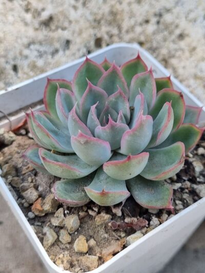 Echeveria Western Blue