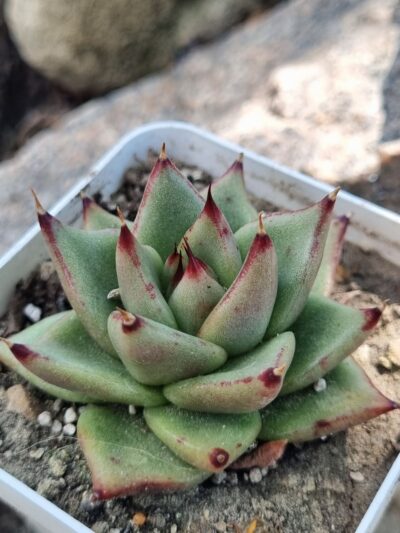 Echeveria Red Edge