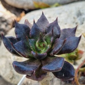 Echeveria Super Bowl