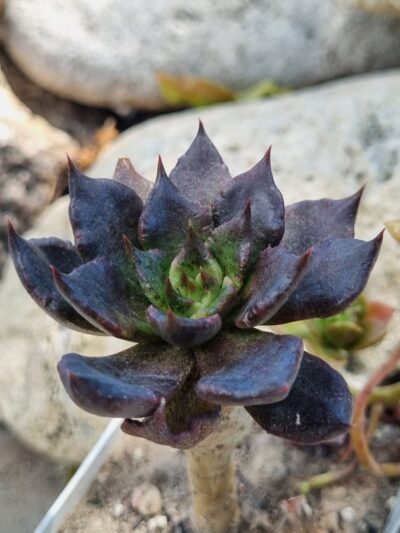 Echeveria Super Bowl