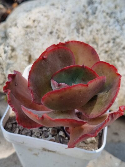 Echeveria Diamond State - Зображення 2