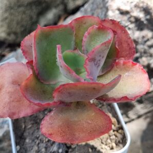 Echeveria Gibbiflora Holland