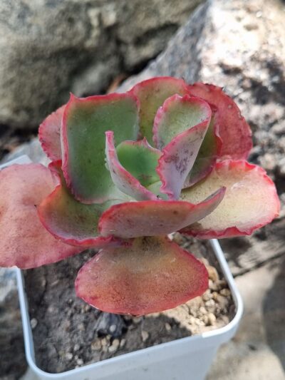 Echeveria Gibbiflora Holland
