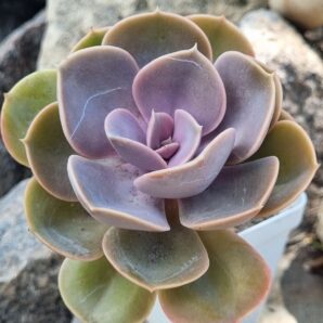 Echeveria Perle von Nurnberg