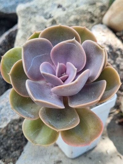 Echeveria Perle von Nurnberg