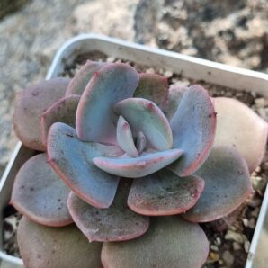 Echeveria Dustu Rose