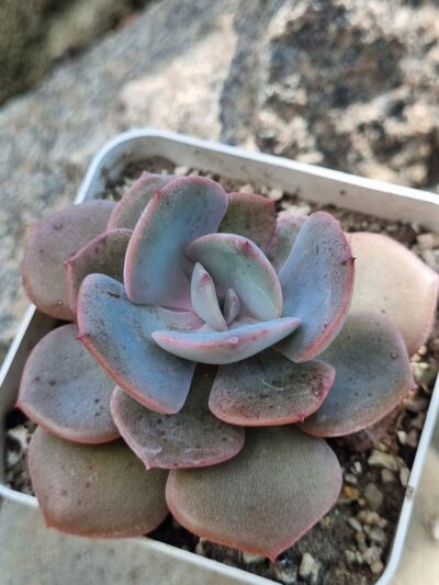 Echeveria Dustu Rose