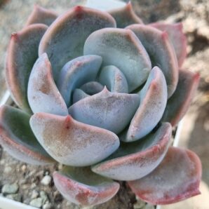 Echeveria Latte Rose