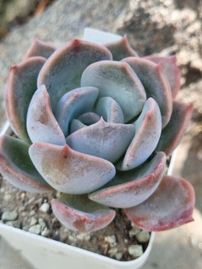 Echeveria Latte Rose