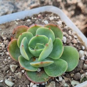 Echeveria Love's Light