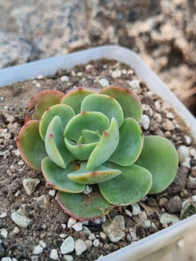 Echeveria Love's Light