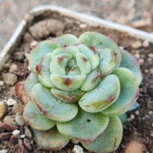 Echeveria Red Velvet