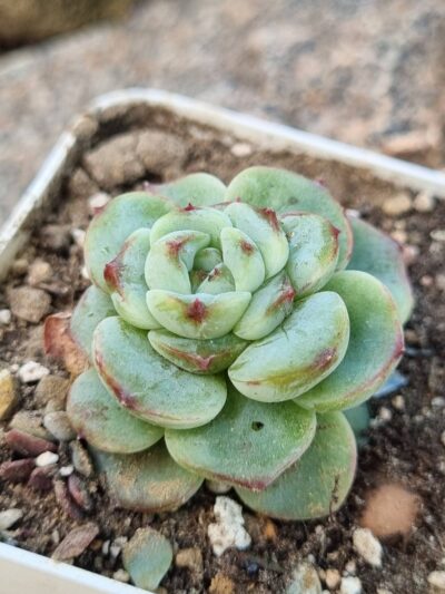 Echeveria Red Velvet
