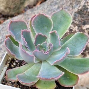 Echeveria Neon Breakers