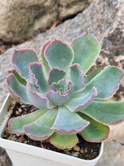 Echeveria Neon Breakers