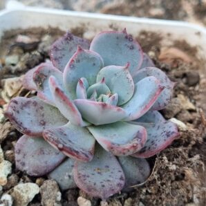 Echeveria Laurensis