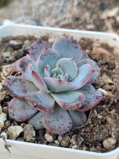 Echeveria Laurensis