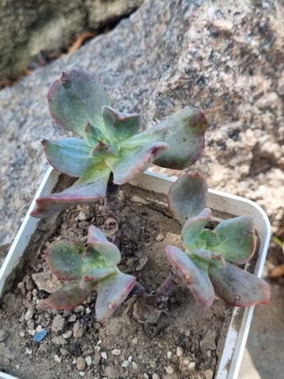 Echeveria Dark Vader - Зображення 2