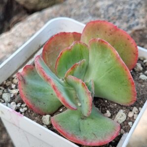 Echeveria Harry Butterfield Korean