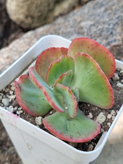 Echeveria Harry Butterfield Korean