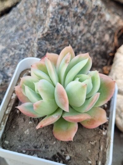 Echeveria Luella var - Зображення 2
