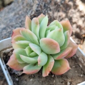 Echeveria Luella var