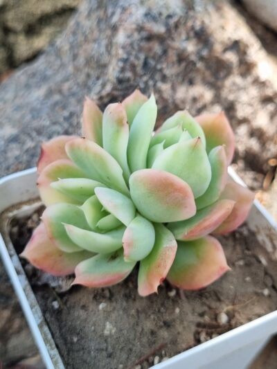 Echeveria Luella var